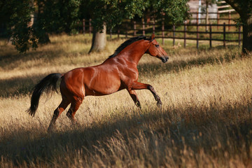 Horse gallops in portraits in the morning light and rages, in the pasture..