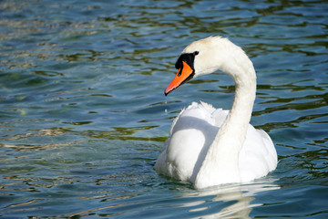 Fototapeta premium Der verzauberte Schwann