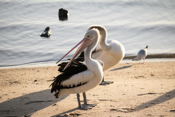Pelicans