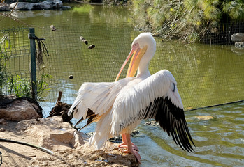 Great white pelican flaps his wings