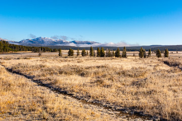 Prairie Grasses Yellowstone National Park