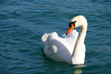 Der Schwann am Zürichsee