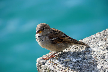 Ein Spatz kommt selten allein