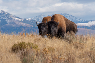 Bison