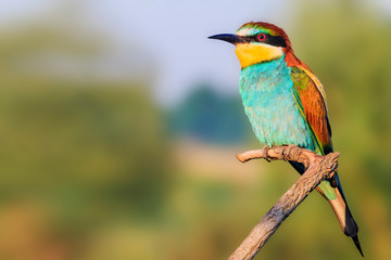 European bee-eater on spring day