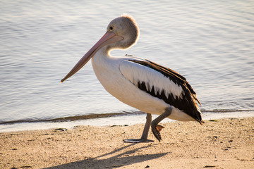 Pelican
