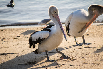 Step Cautiously Pelican