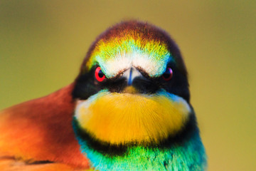 Fototapeta na wymiar evil look beautiful colored birds