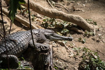 Crocodile