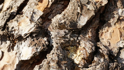Baumrinde aus der Nähe