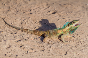Indo-Chinese forest lizard (Calotes mystaceus) in Bagan, Myanmar