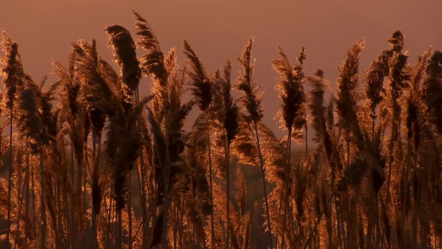 Wetlands grasses waving in the wind at sunset