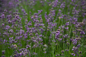 Lavande
