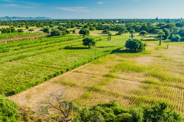 Skyline of temples in Bagan, Myanmar