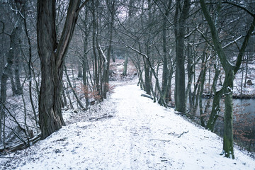 Snow Forest