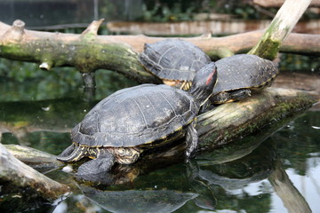 Obraz premium Tortugas en su habitat