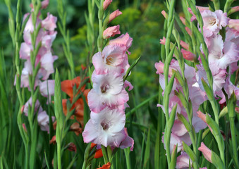 Blossom of colorful gladioluses