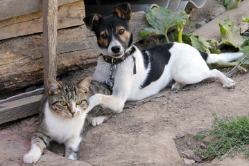 Adorable dog and cat playing together