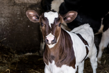 Animals in the stables.Photo of a little calf with mother of cow.The living creature on the farm.Village.