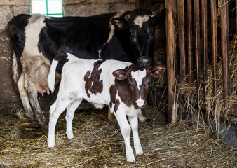 Animals in the stables.Photo of a little calf with mother of cow.The living creature on the farm.Village.