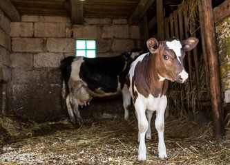 Animals in the stables.Photo of a little calf with mother of cow.The living creature on the farm.Village.