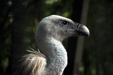 Photo of beautiful white had griffin in the zoo
