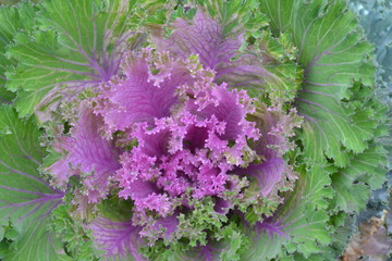 photo decorative cabbage