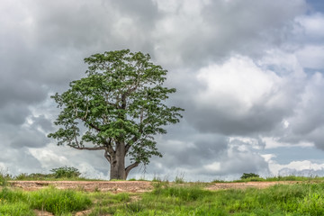 View with typical tropical landscape, baobab and other trees and other types of vegetation, cloudy sky as background