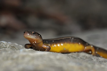 Southern two-lined salamander macro portrait