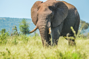 Fototapeta na wymiar Portrait of a cute male bull Elephant in Kruger national Park