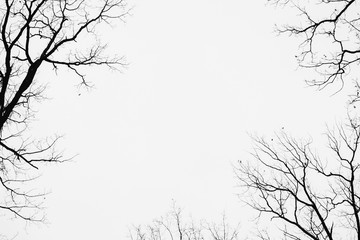 Tree branches isolated on the white background, with space for inscription