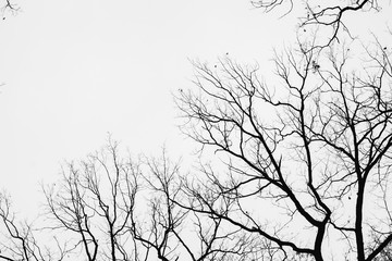 Tree branches isolated on the white background, with space for inscription