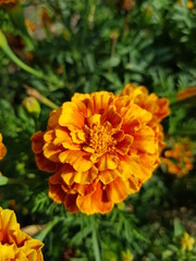 Fototapeta premium orange flower in the garden