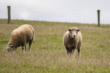 Australian Sheep