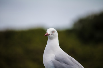 Red-Billed Gull