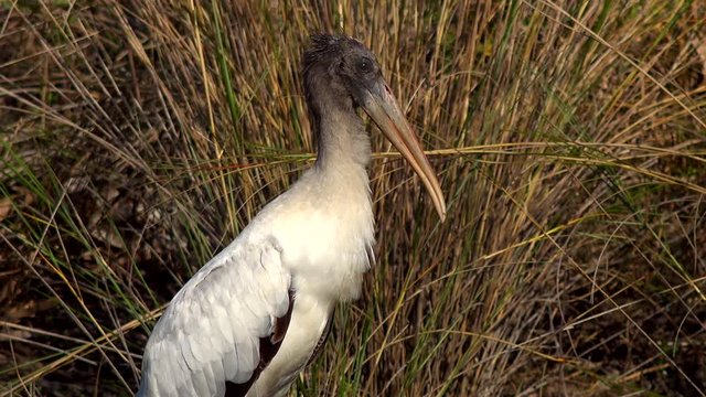 Wood Stork close-up on face