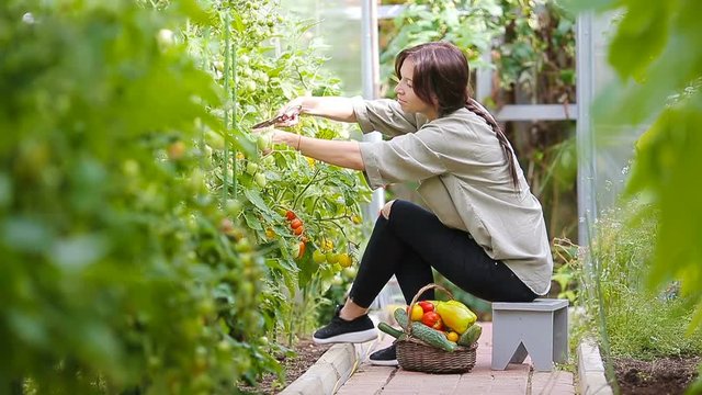 Young woman with basket of greenery and vegetables in the greenhouse. Time to harvest.