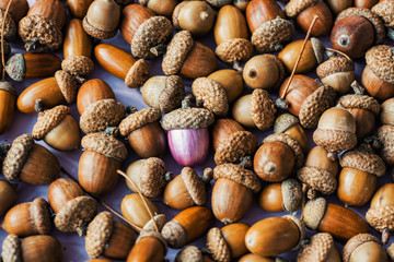 colorful acorn against of ordinary acorns abstract vision be different, unique personality or standing out from the crowd, leadership quality. beautiful still life background 