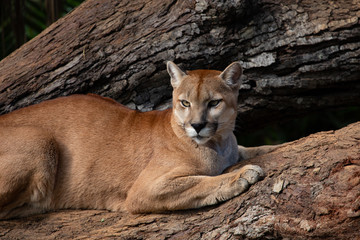 Brazilian Savannah animals: The cougar (Puma concolor).