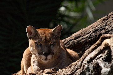 Obraz premium The cougar (Puma concolor) portrait.