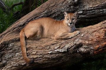 Fototapeta na wymiar The cougar (Puma concolor) resting on a tree trunk.