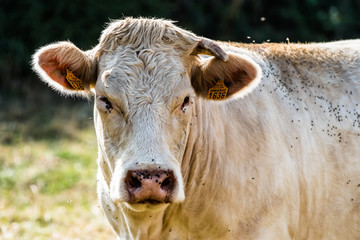 Portrait de vache laitière