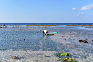 Indonesian farmers working at the seaweed farms in Nusa Penida Island during the low tide, Indonesia © akturer