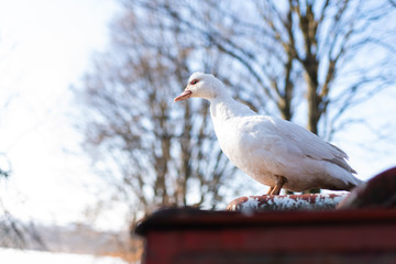 pigeon in snow