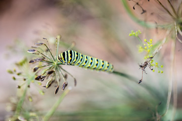 Caterpillar on Dill