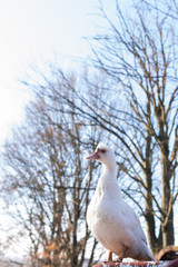bird on a tree