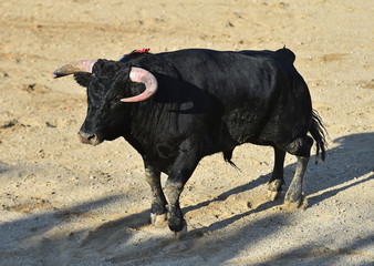 bull in spain