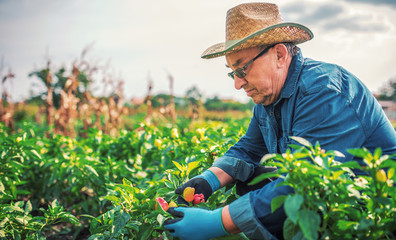 Gardening. Senior man working in the garden with a plants. Hobbies and leisure