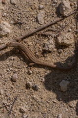 The sand lizard (Lacerta agilis) is a lacertid lizard. The habitat of the reptile is in a rocky area. 