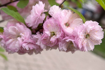 Naklejka na ściany i meble cherry blossom, pink flowers on a branch